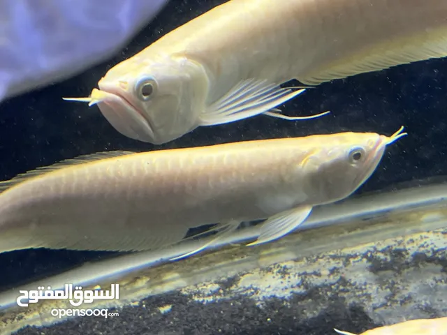 سمك زينه مفترس