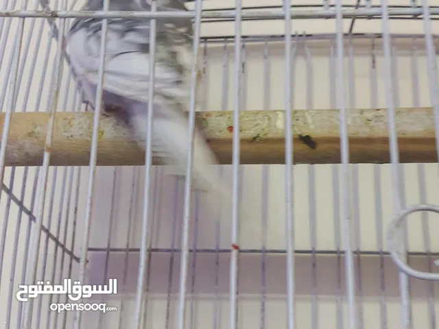 مطرب كوكتيل للبيع مع قفص كاسكو حبه بالصلاه على النبي عجينه اليفه جدا جدا جدا