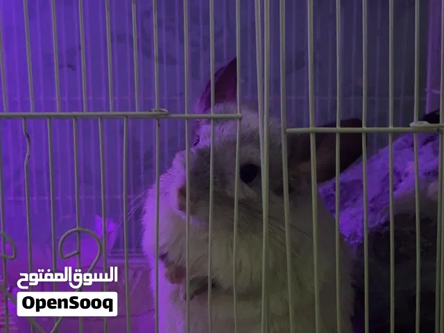 Chinchilla