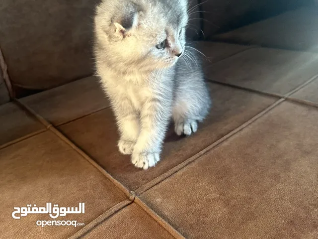 سكوتش فولد وستريت