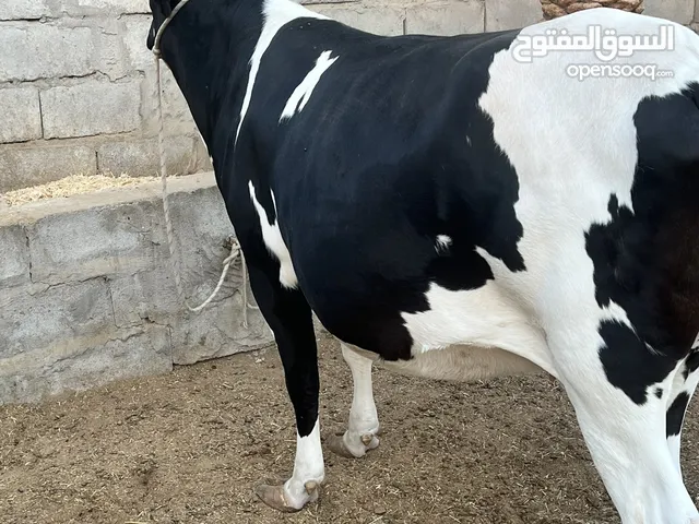 بجر نوع سترالي