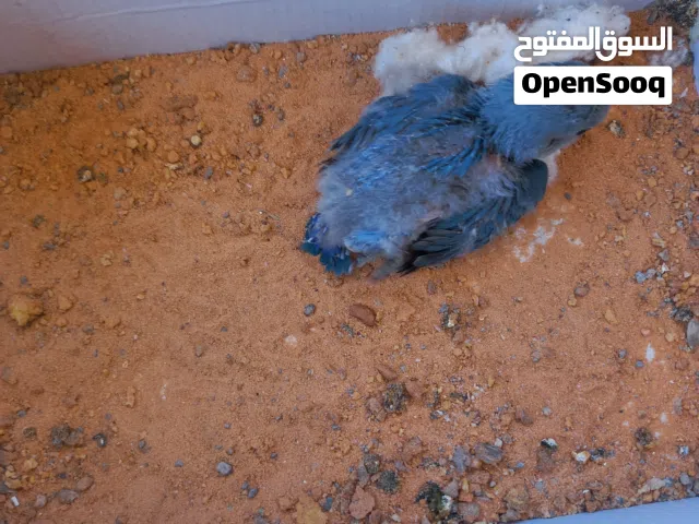 فرخ روز للترويض