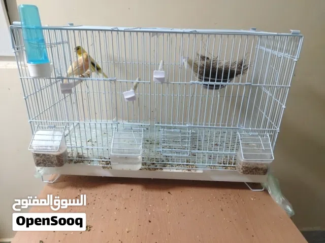للبيع ذكر زوج الكناري