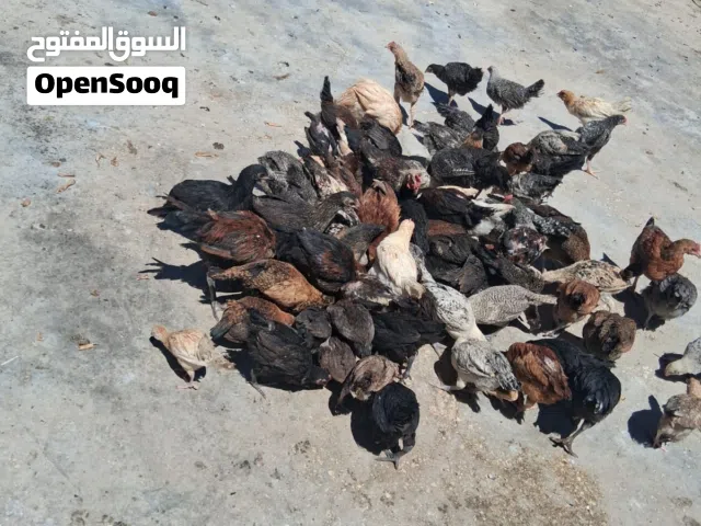 موجود فراخ  بلدي وفيومي
