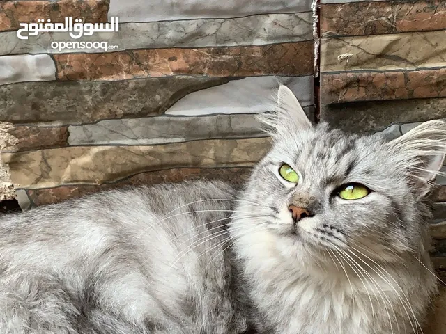 قطة للبيع شيرازي