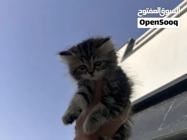 قط شيرازي عمر 45 يوم انثى