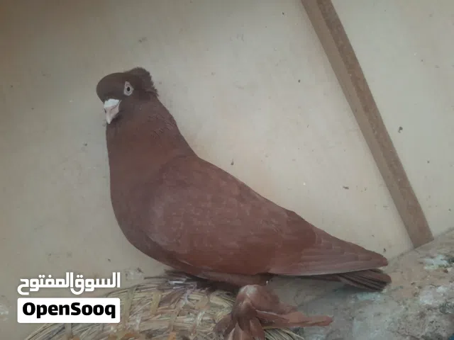 حمام رواعب حمر