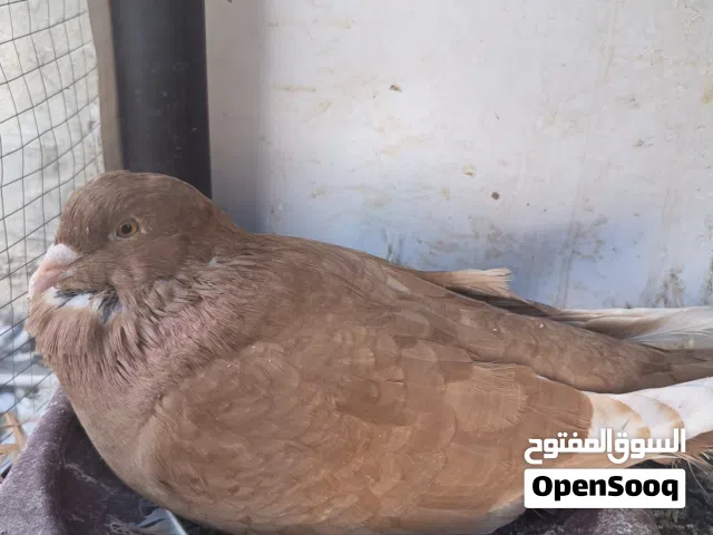جوز شغال للبيع