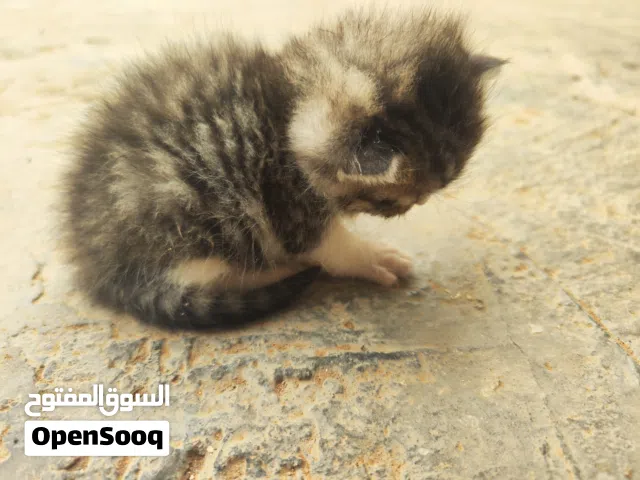 ثلاث قطط صغار هملايا للتبني