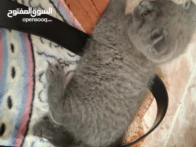 scottish fold 2 month old