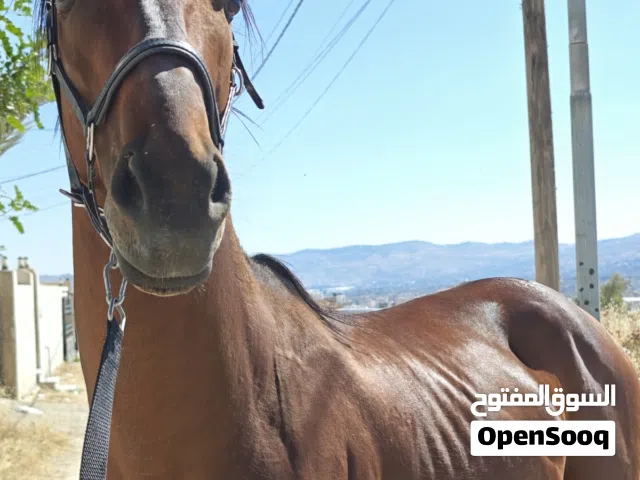 حصان انجليزي للبيع