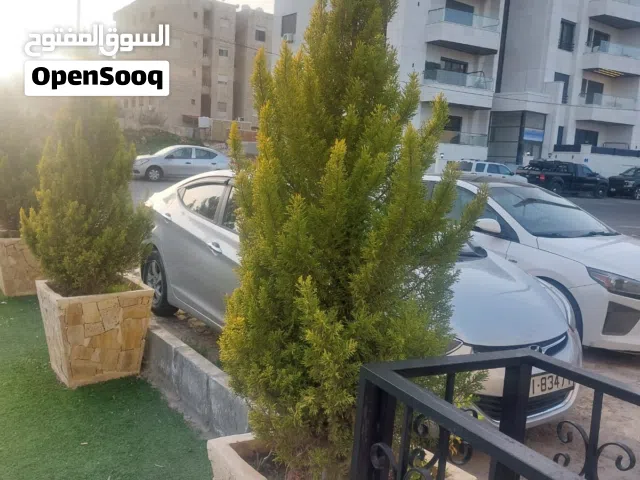 أشجار ثوليا عدد 8 مع قوارير شحف