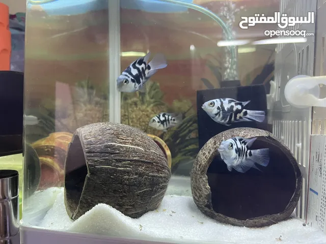 POLAR WHITE PARROT FISH  BREADING PAIR