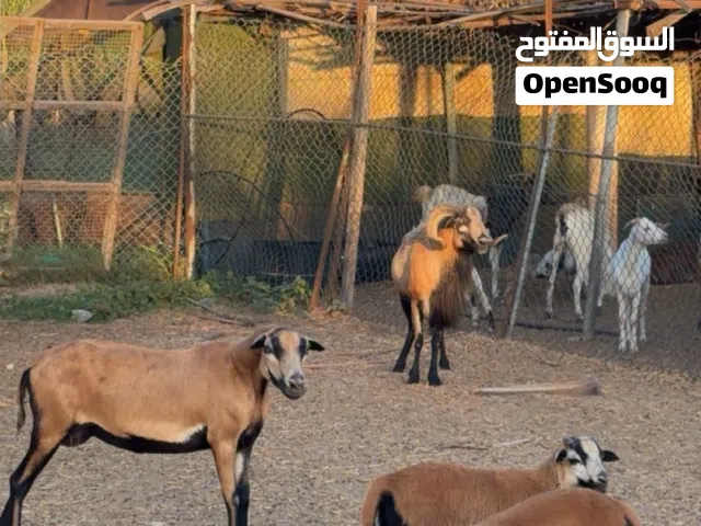 للبيع وعل جنقلي 4000 قابل لتفاوض