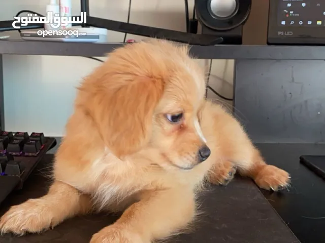 Mini Golden Retriever Puppy for Sale – 2 Months Old (Male) كلب ميني جولدن ريتريفر للبيع -عمره شهرين