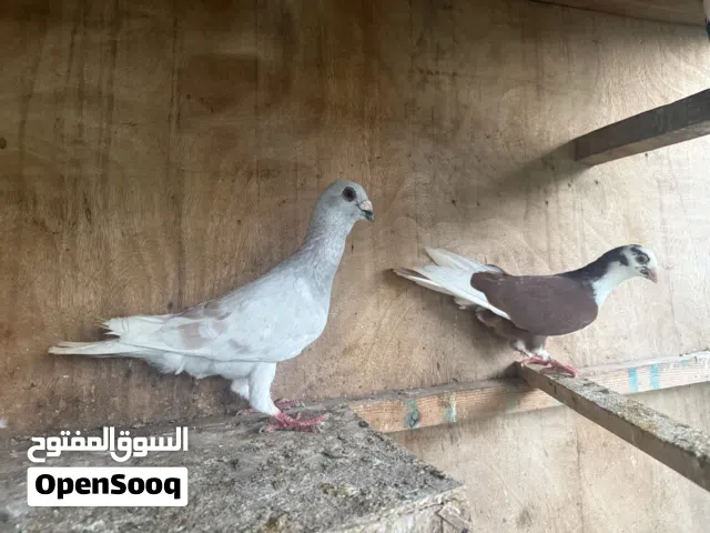 Pigeons above 100 quantity and other birds and goats and cages