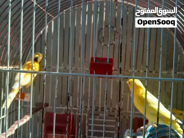 جوز كنار على وجه خير