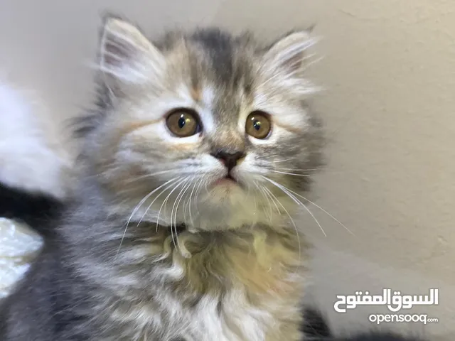 قطط صغيرة جميلة