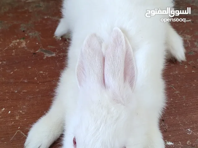 أرانب عمر 3 اشهر