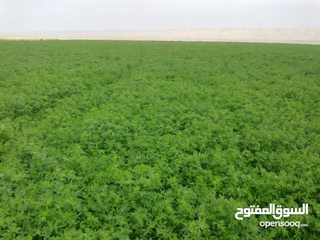Farm Land for Sale in New Valley Dakhla