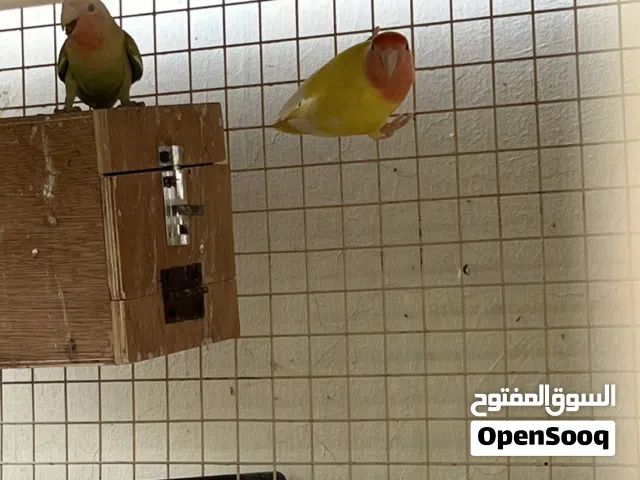 طيور روز للبيع