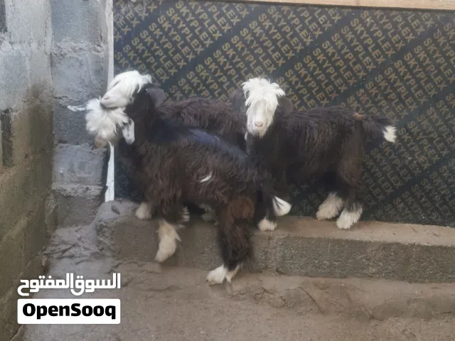 أغنام من حلال الرحوب