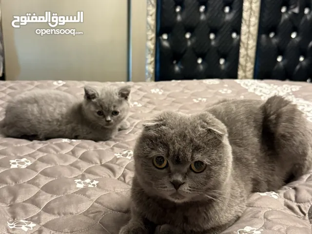 قط سكوتش فولد بيور