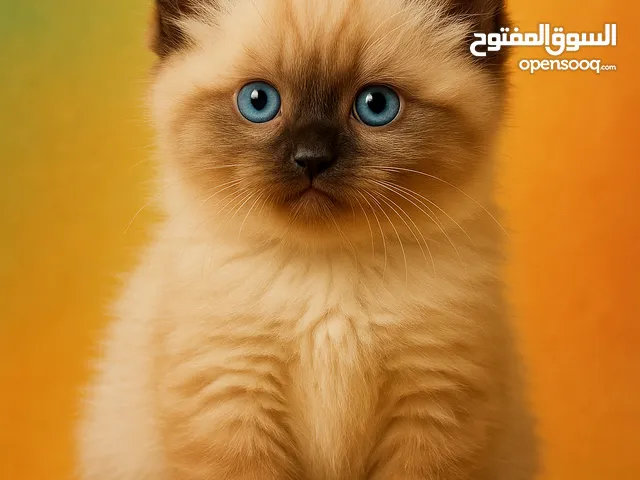 كتن شوكلت هملايا بيور 100%
