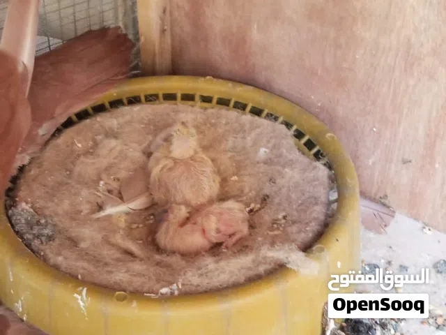 رواعب حمر  مستوة امامك