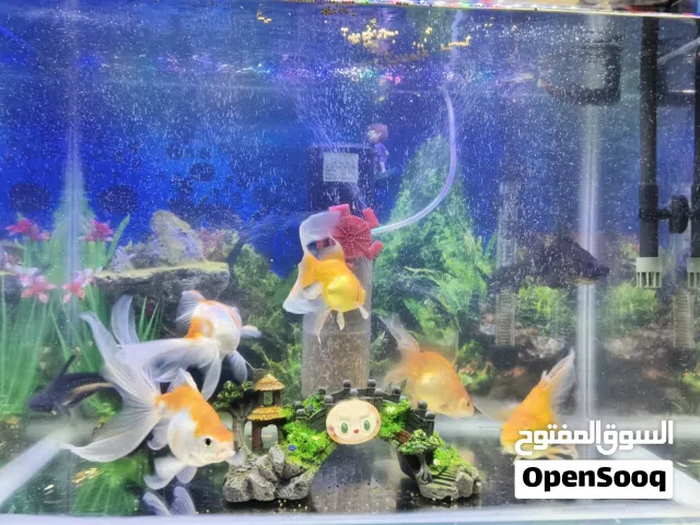 حوض للبيع قياس 55 مع هيتر شمعتين وماطور سمك 7 + قرش