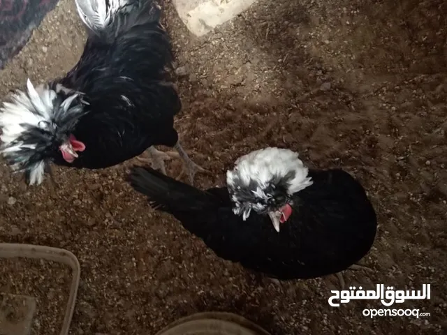 دجاج بالوني 4 دجاجات وديج