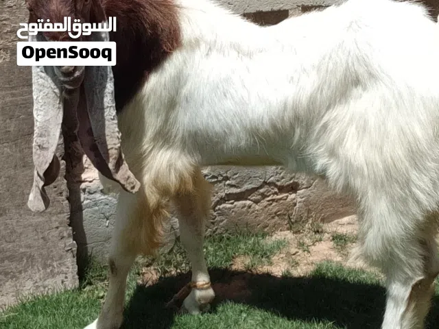 بسم الله ماشاء الله  فحل حجازي السن اول جمع عود وغلظه تبارك ناشط وهايج ومضمون في التكسيب