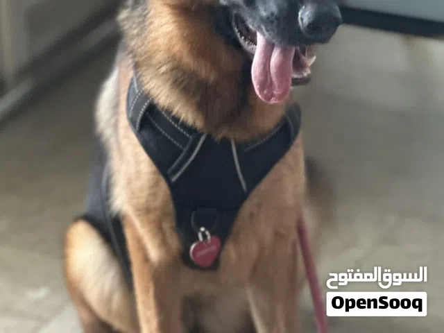 Pure German Shepherd