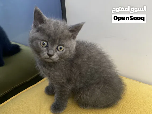 قطة   نوع سكوتش متدربة على لتر بوكس عمرها شهرين