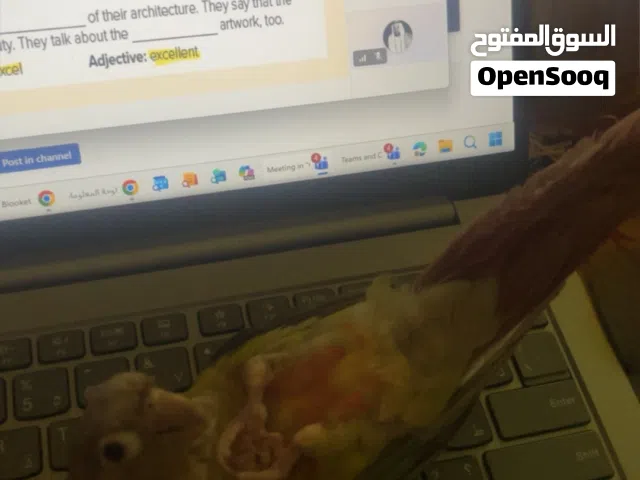 للبيع كنيور هدد داخلي لعوب كل وقته ينام على ضهره و مايحب القفص