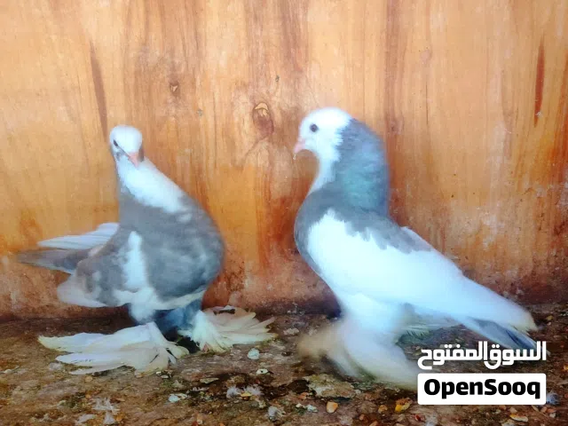 كوبيا هزاز رصاصة .. نقبل تحويل
