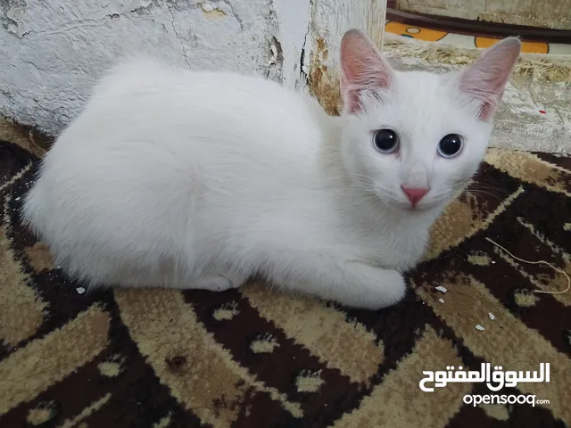 قط للتبني ذكر عمره 3اشهر تقريبا لعوب ونضيف وملقح مع كارت لقاح وسباحه هم ولعوب جدا وحلو