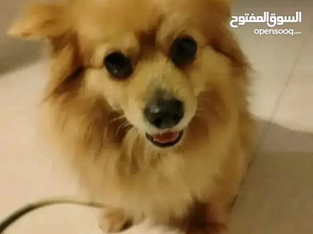 كلبة بومرينيان العمر سنتين