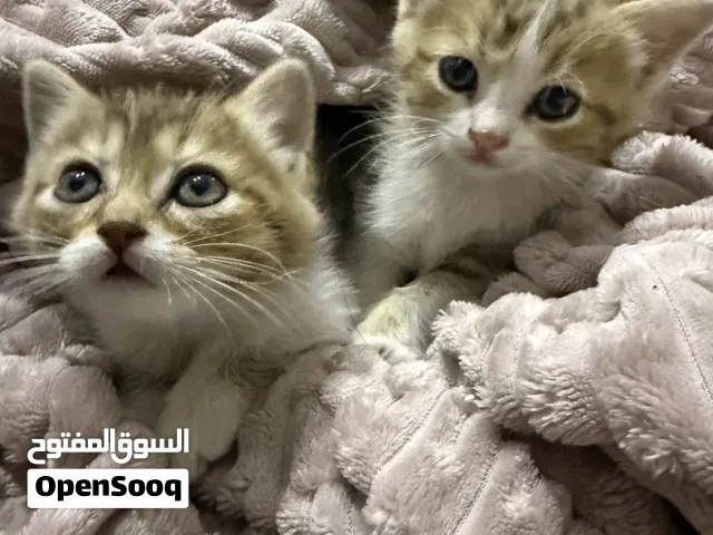 للبيع كيتنز قولدن شيدد جميلة جدًا