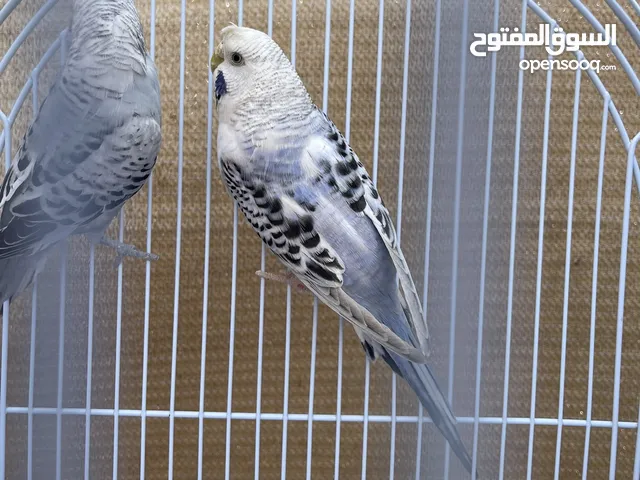 للبيع او للبدل زوجين بادجي الوان حلوه توني مركبهم