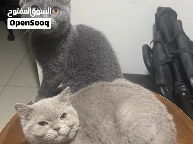 Pure British Shorthair (Lilac & Gray/Male & Female)