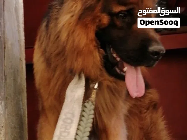 كلب جيرمان شيبرد للبيع