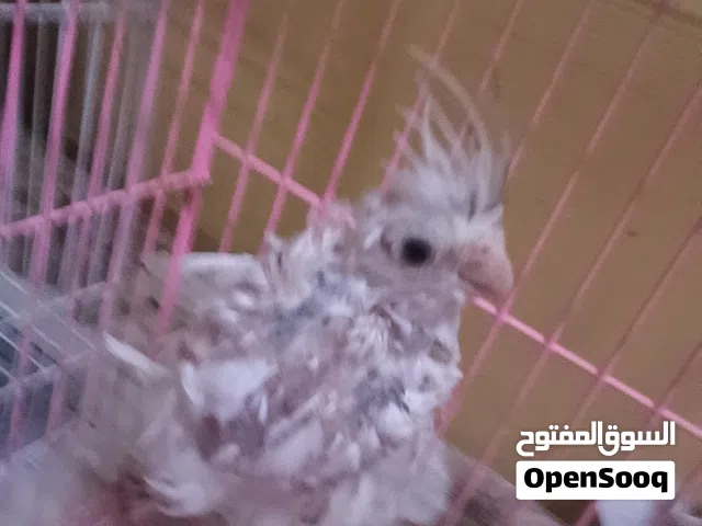 كوكتيل لتبني