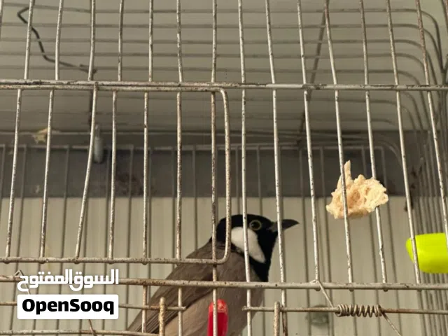 بلبل نص اليف مع القفص