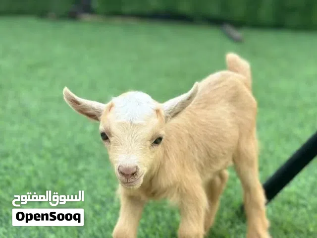 ماعز قزم مستوى عالي