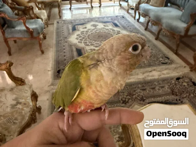 كنيور للبيع