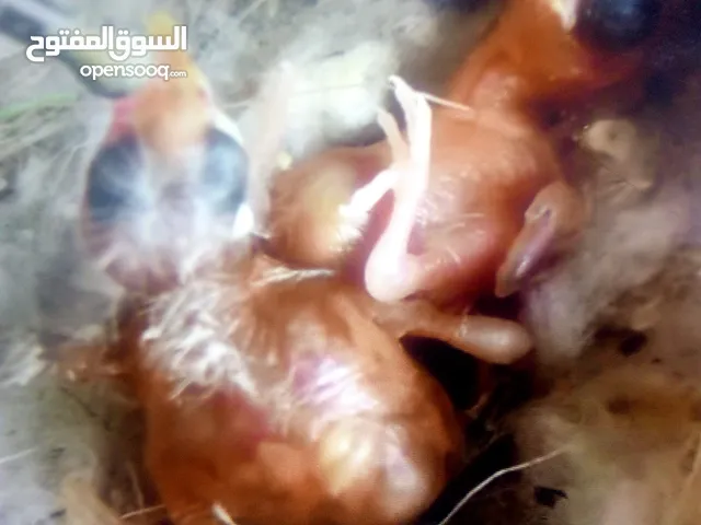 فراخ حسون قبل الفطام