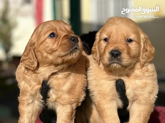 Golden retriever..جولدن