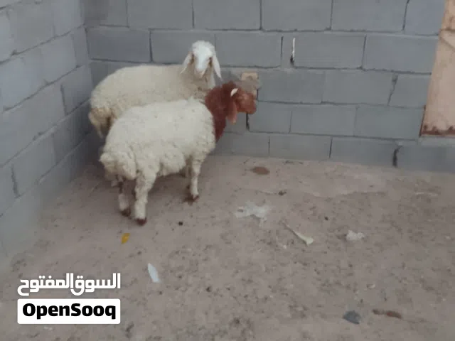 طليان للبيع فحل وانثى معلوفات كلشي ياكلن