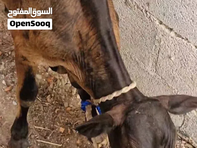 عجل ضفاري للبيع 200 ريال